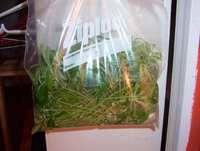 cuttings in bag