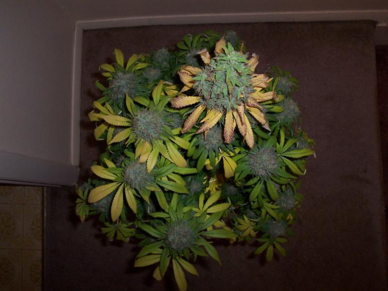 Indica Bagseed